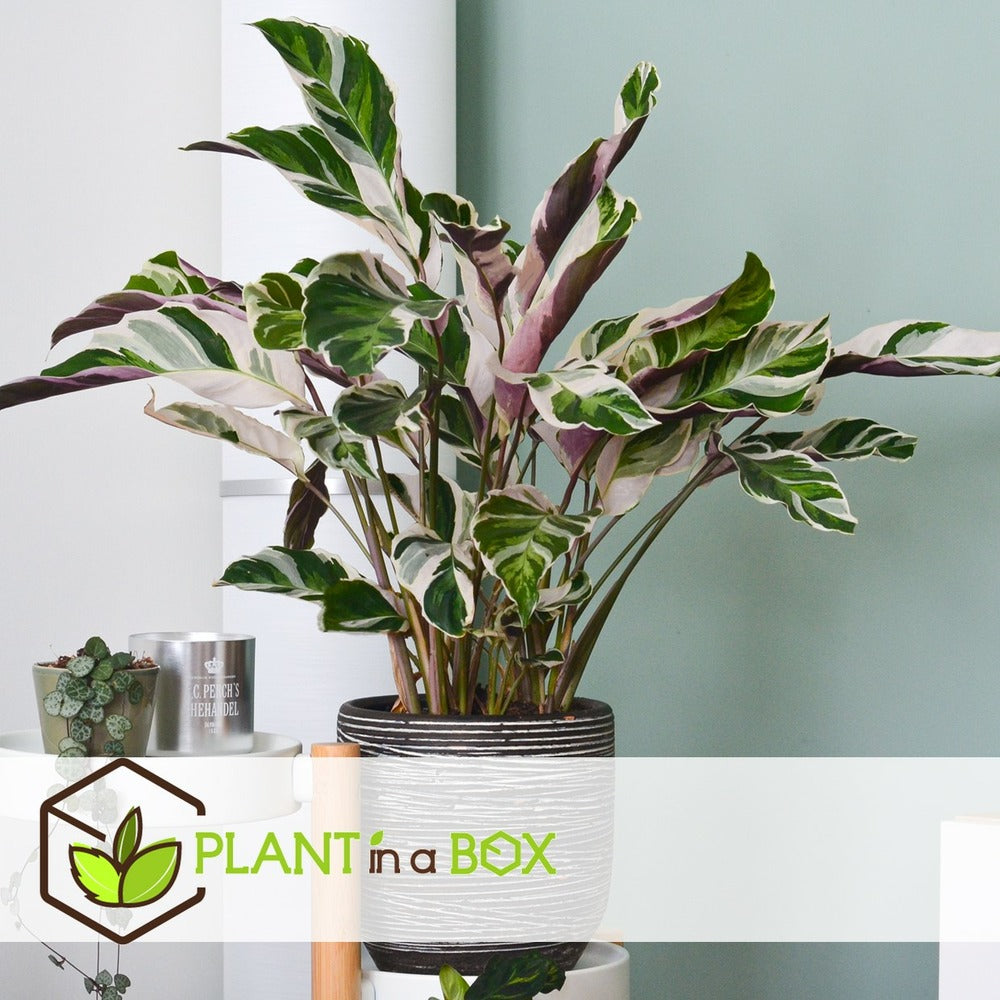  Calathea 'white Fusion' - Pot ⌀14cm - H.30-40cm (hauteur Pot Incluse)
