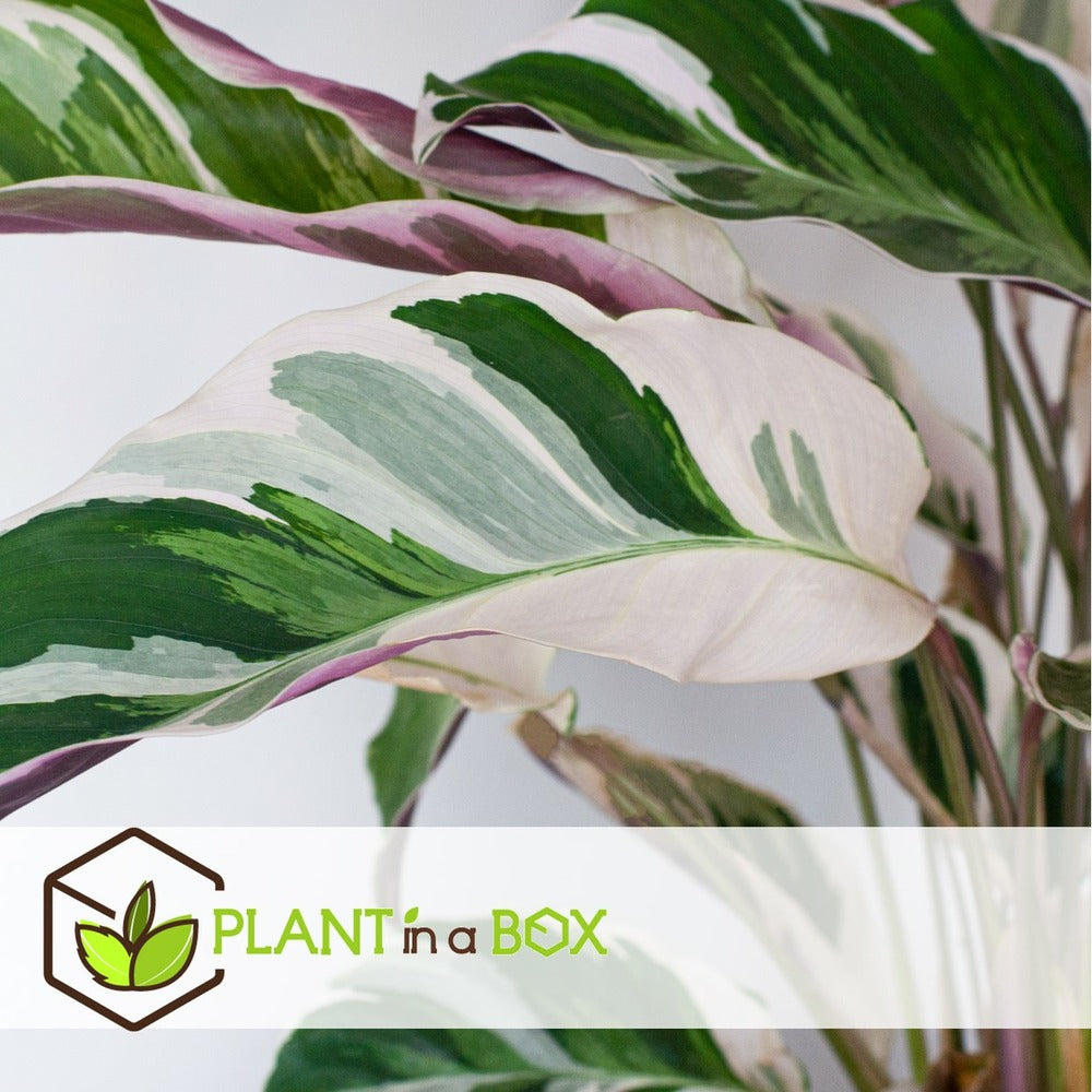  Calathea 'white Fusion' - Pot ⌀14cm - H.30-40cm (hauteur Pot Incluse)