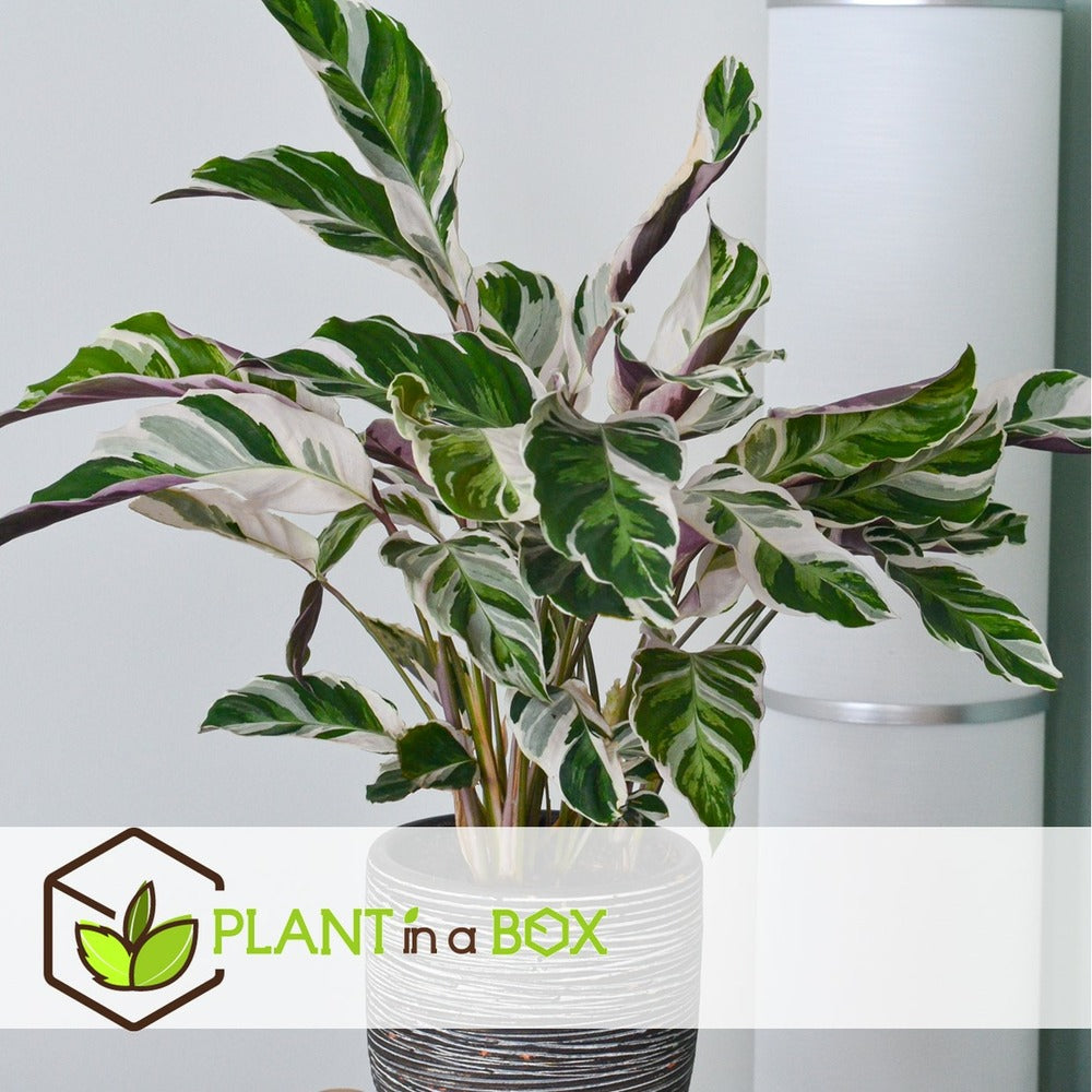  Calathea 'white Fusion' - Pot ⌀14cm - H.30-40cm (hauteur Pot Incluse)