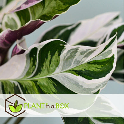  Calathea 'white Fusion' - Pot ⌀14cm - H.30-40cm (hauteur Pot Incluse)