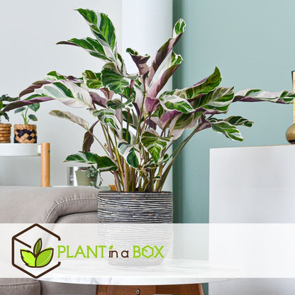  Calathea 'white Fusion' - Pot ⌀14cm - H.30-40cm (hauteur Pot Incluse)