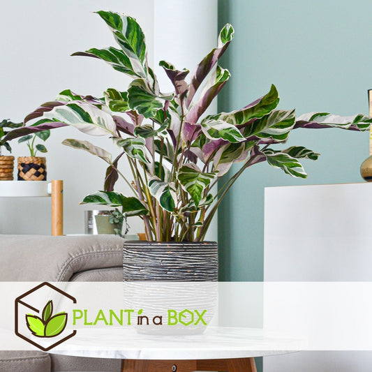  Calathea 'white Fusion' - Pot ⌀14cm - H.30-40cm (hauteur Pot Incluse)