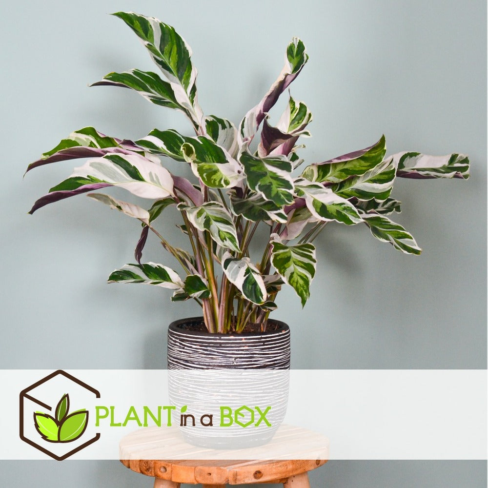  Calathea 'white Fusion' - Pot ⌀14cm - H.30-40cm (hauteur Pot Incluse)