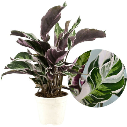  Calathea 'white Fusion' - Pot ⌀14cm - H.30-40cm (hauteur Pot Incluse)