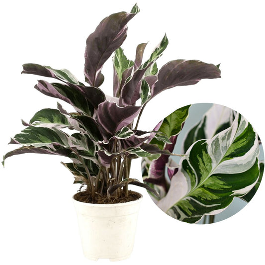  Calathea 'white Fusion' - Pot ⌀14cm - H.30-40cm (hauteur Pot Incluse)