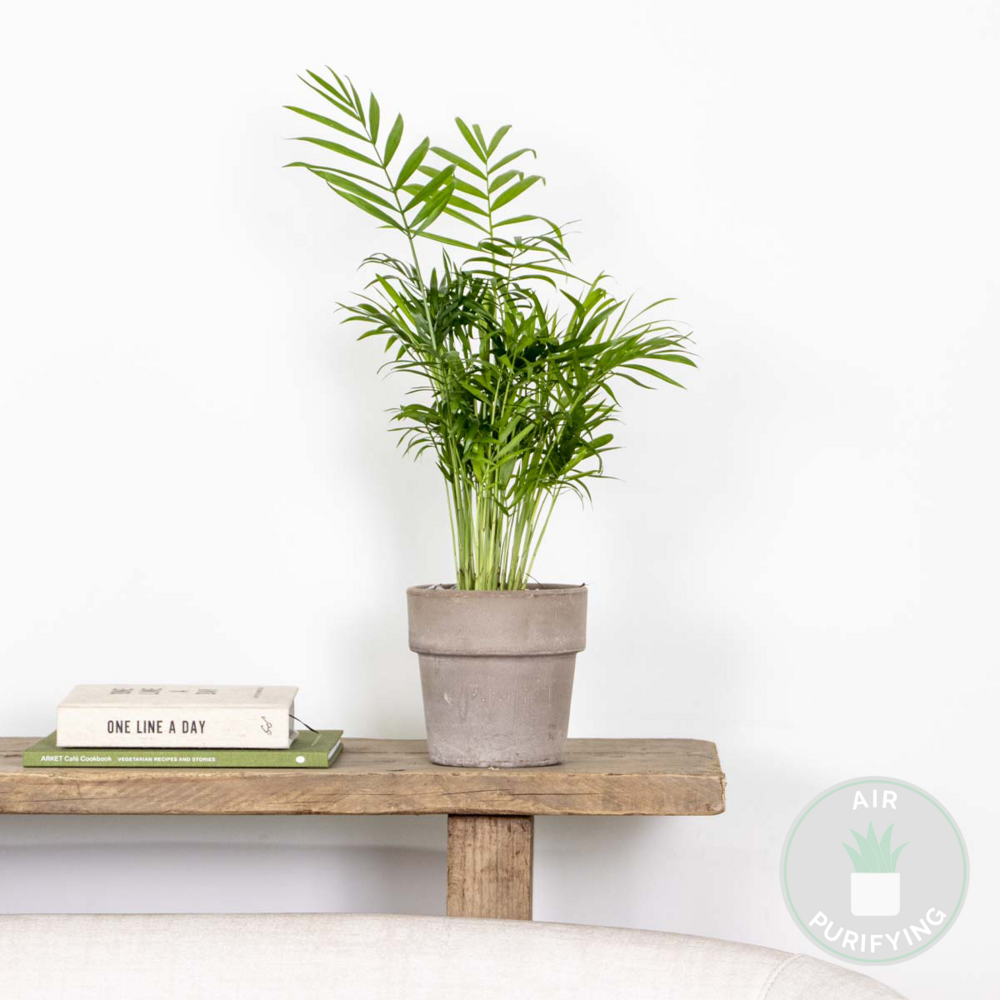  Chamaedorea Elegans - Palmier Nain Mexicain - Plante D’intérieur - Hauteur 30-40 Cm - Pot 12 Cm