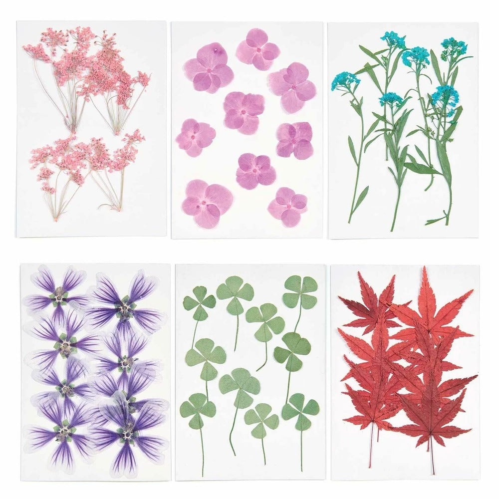  6 Sets De Feuilles/ Fleurs Séchées Et Pressées