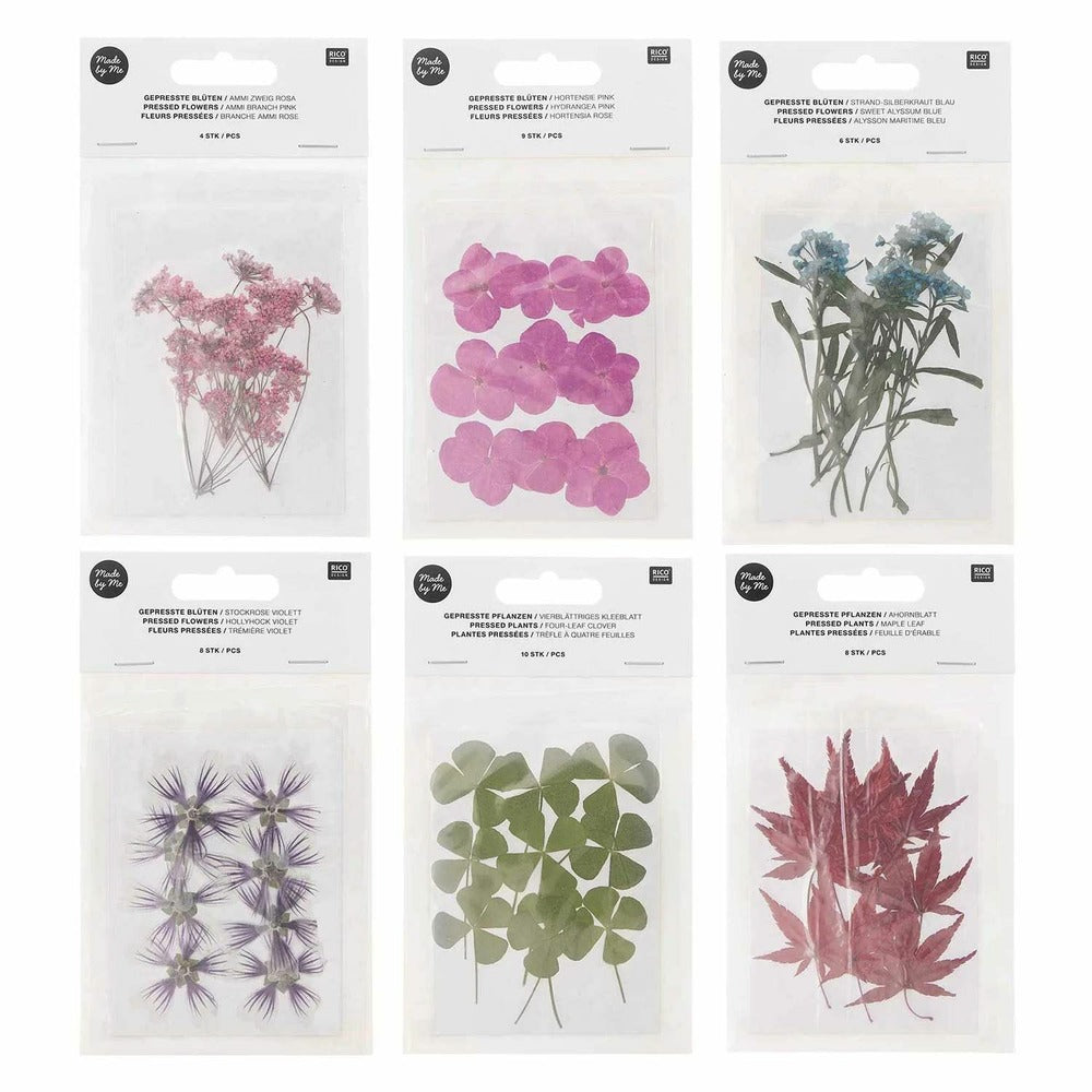  6 Sets De Feuilles/ Fleurs Séchées Et Pressées