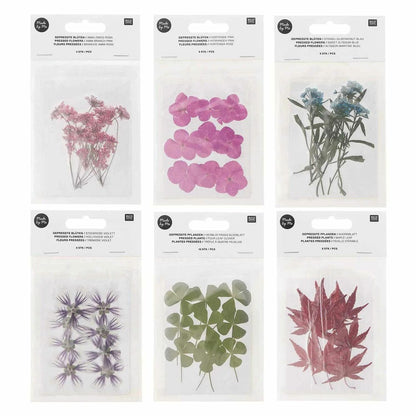  6 Sets De Feuilles/ Fleurs Séchées Et Pressées