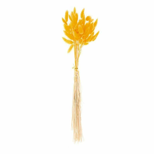  Lagurus Séchés Jaune - 45 Cm