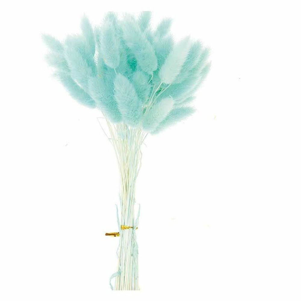  Lagurus Séchés Turquoise - 45 Cm