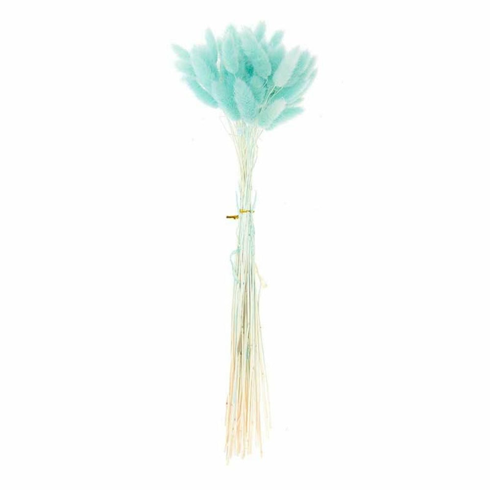  Lagurus Séchés Turquoise - 45 Cm