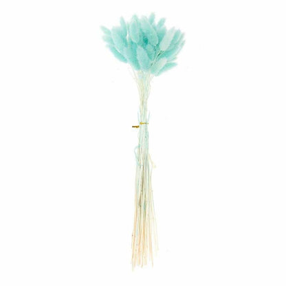  Lagurus Séchés Turquoise - 45 Cm