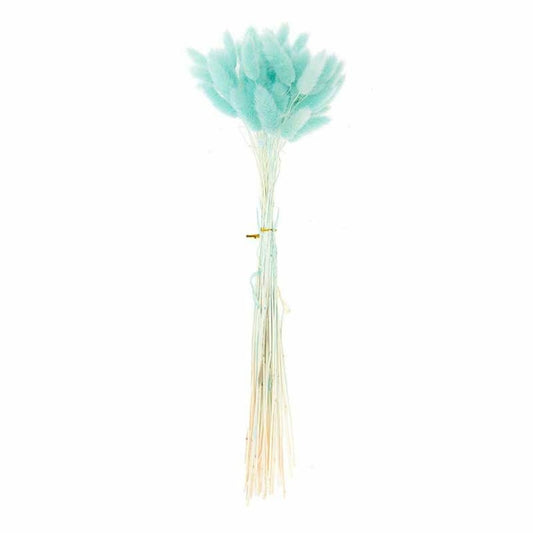  Lagurus Séchés Turquoise - 45 Cm
