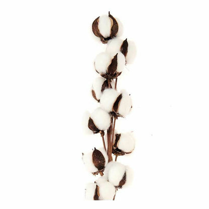  3 Branches De Coton Séché 10 Fleurs - 70 Cm