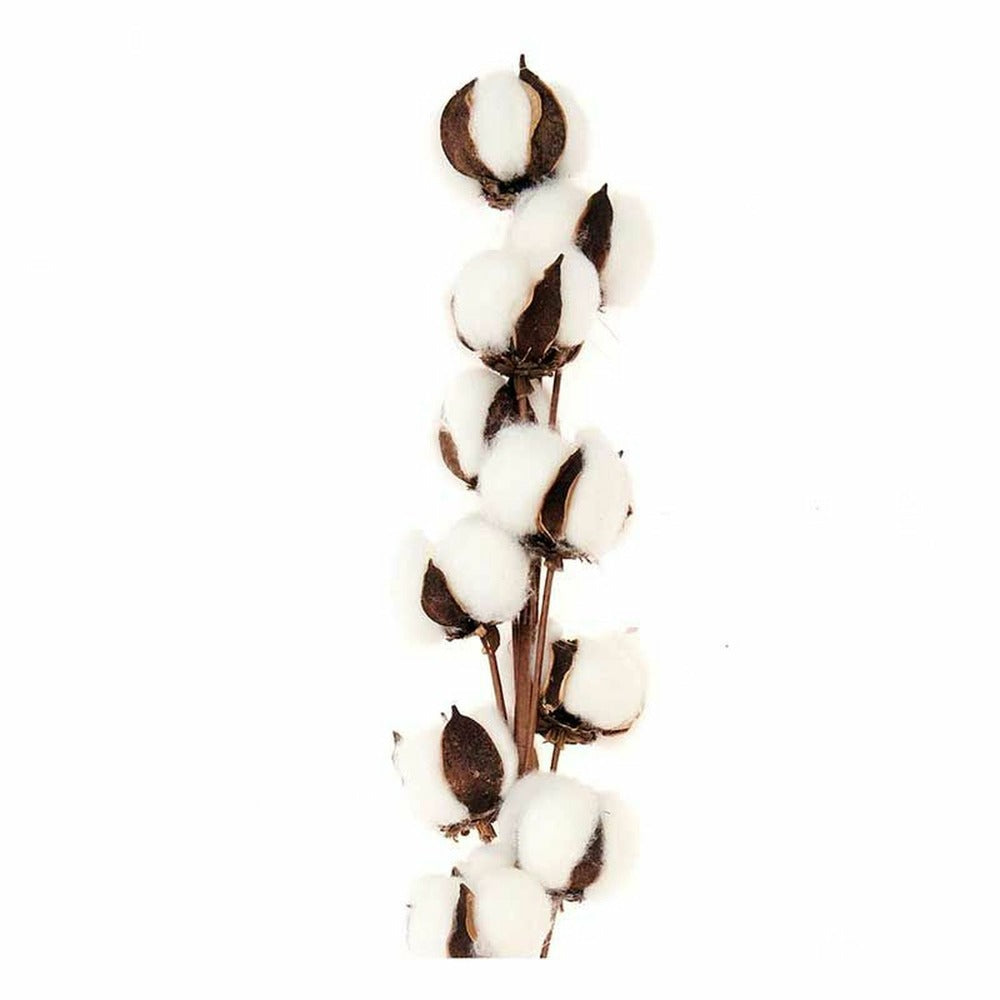  2 Branches De Coton Séché 10 Fleurs - 70 Cm