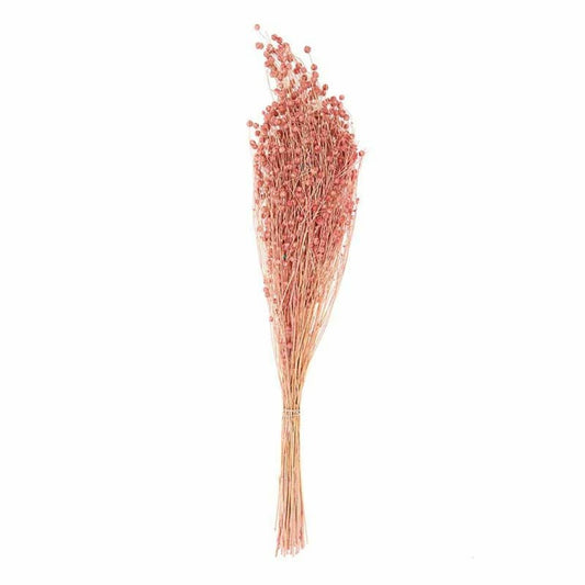  Lins Séchés Rose - 70 Cm