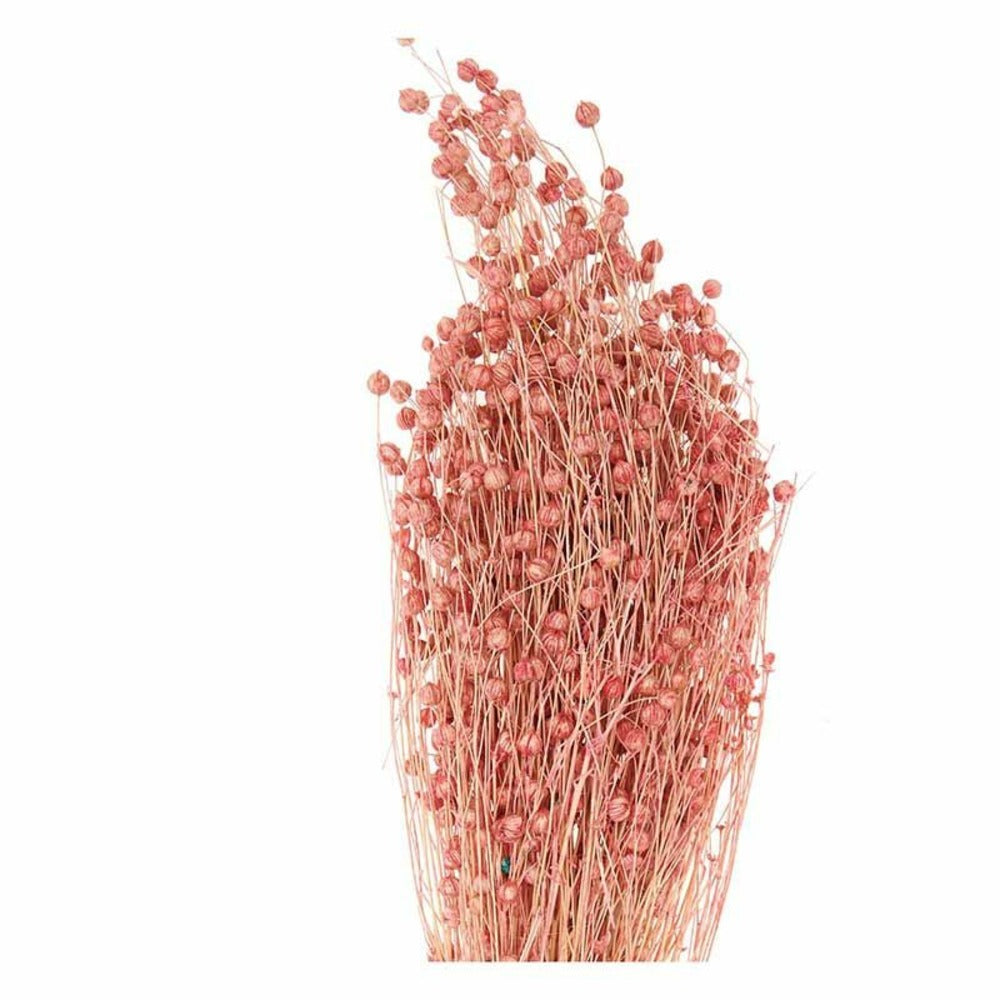  Lins Séchés Rose - 70 Cm