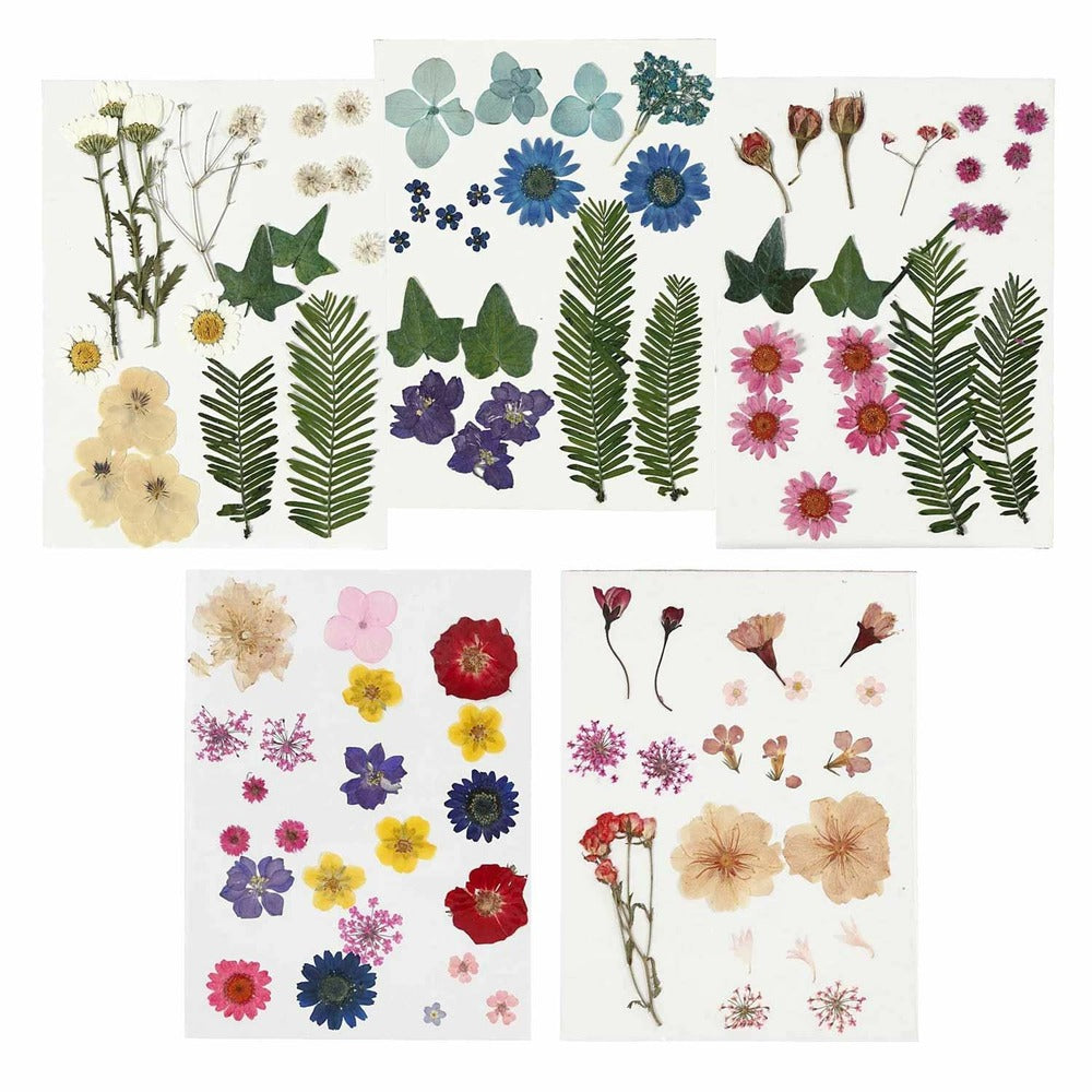  100 Fleurs Séchées Et Pressées Multicolores