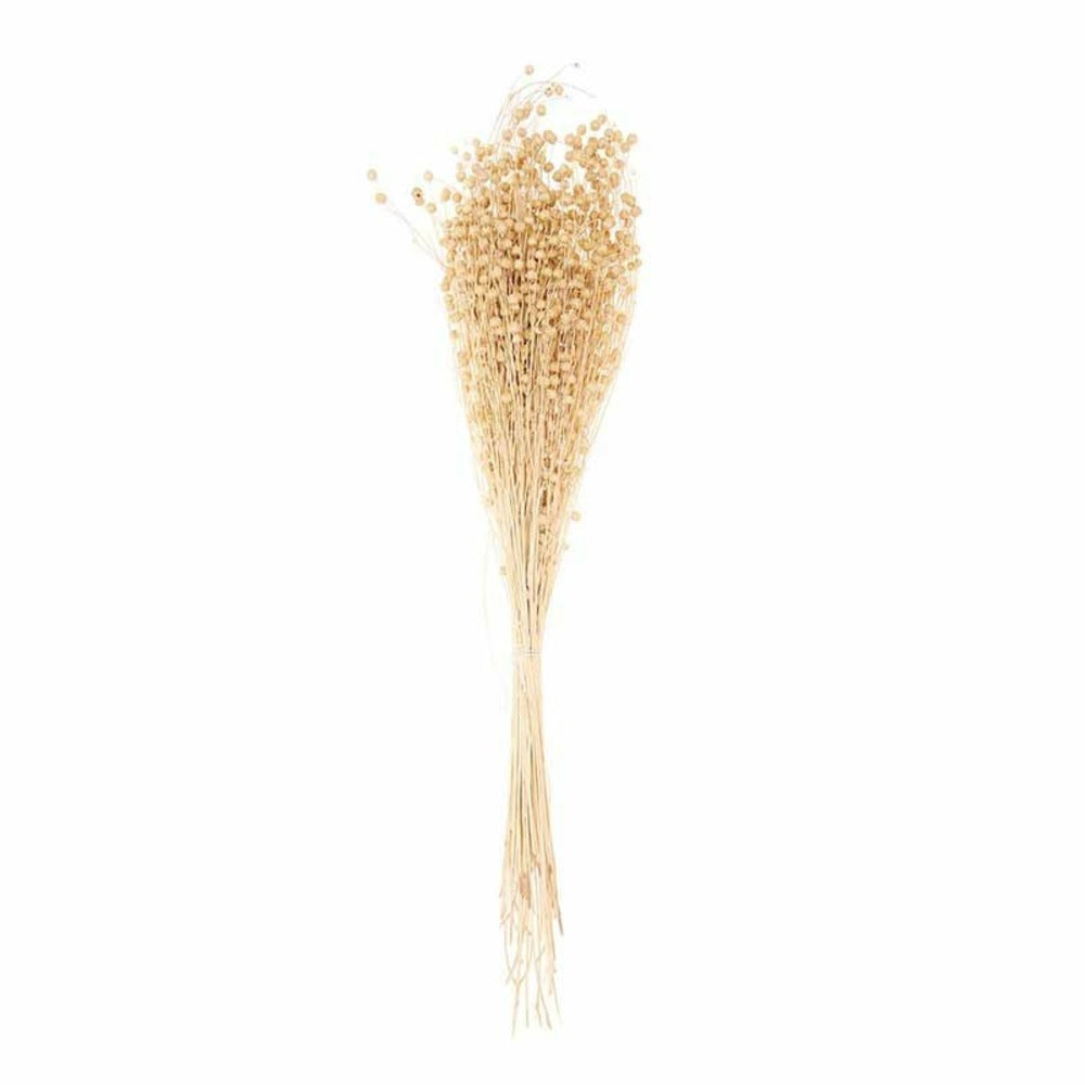  Lins Séchés Naturel - 70 Cm