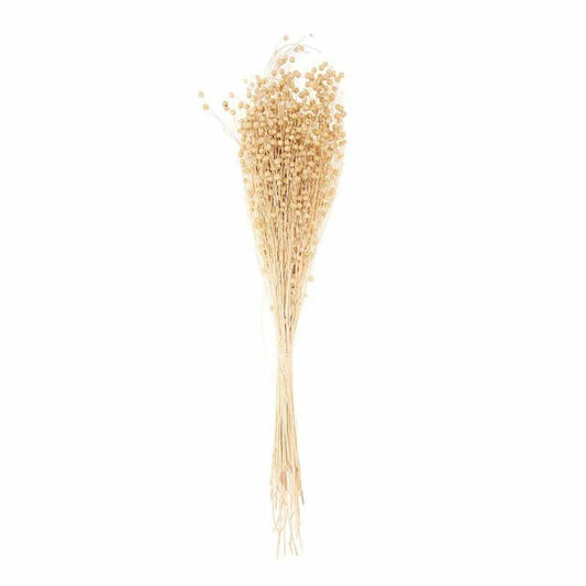  Lins Séchés Naturel - 70 Cm