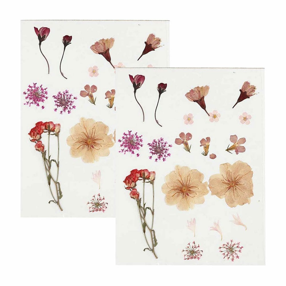  40 Fleurs Séchées Et Pressées - Rose Clair