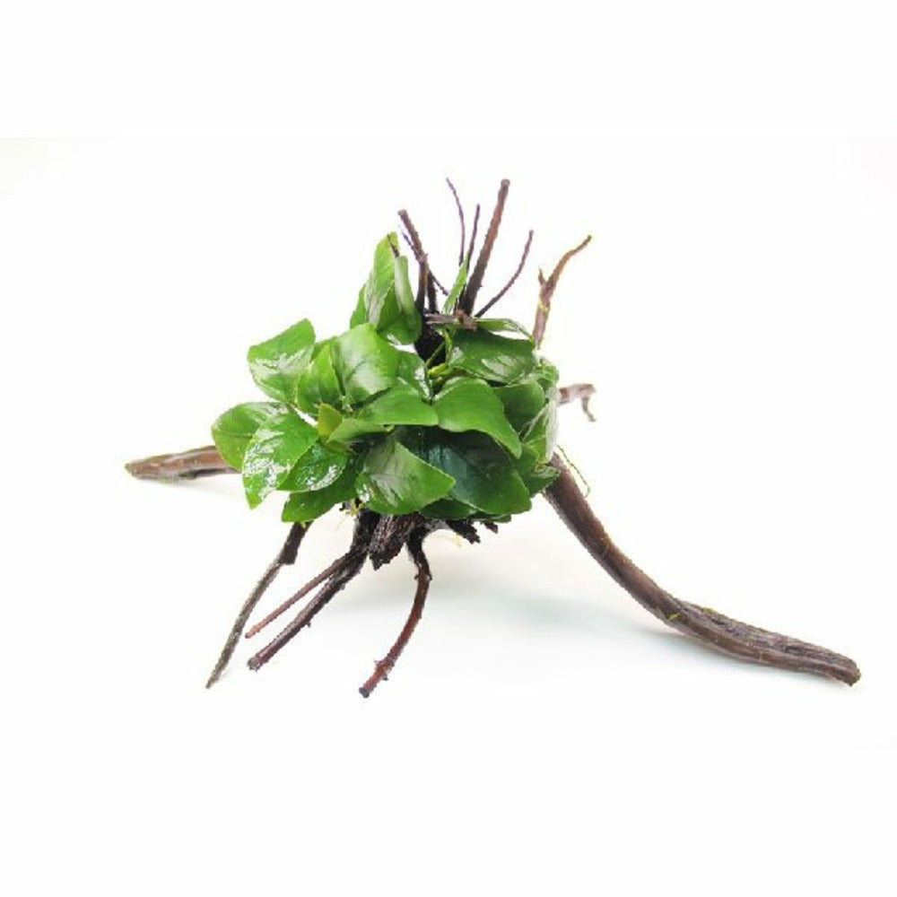 DENNERLE Anubias Nana Sur Racine Araignée