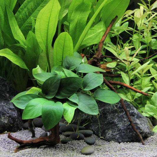 DENNERLE Anubias Nana Sur Racine Araignée
