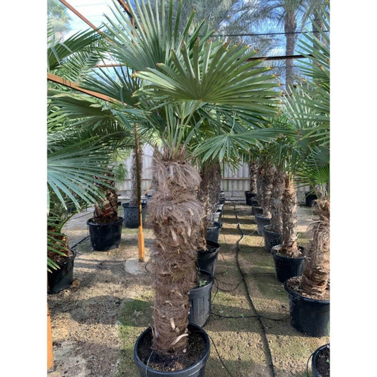  Trachycarpus Fortunei (palmier Chanvre, Palmier Moulin à Vent) Doubletroncs - Tronc A 80-100 Cm - Tronc B 60-80 Cm