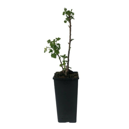  Plant Groseillier London Market Pot 2l