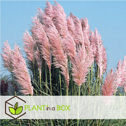  Cortaderia Selloana - Set De 3 - La Pampa - Rose - Pot 9cm - Hauteur 25-40cm
