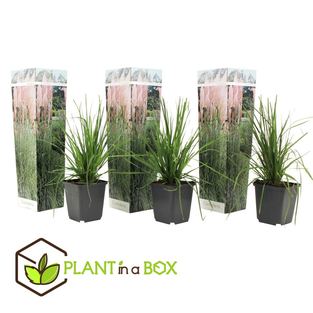  Cortaderia Selloana - Set De 3 - La Pampa - Rose - Pot 9cm - Hauteur 25-40cm