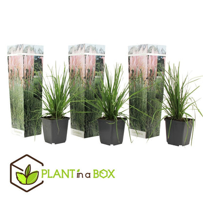  Cortaderia Selloana - Set De 3 - La Pampa - Rose - Pot 9cm - Hauteur 25-40cm