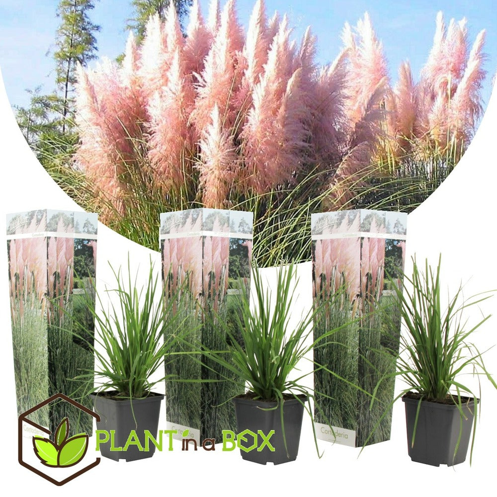  Cortaderia Selloana - Set De 3 - La Pampa - Rose - Pot 9cm - Hauteur 25-40cm