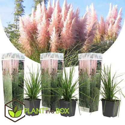  Cortaderia Selloana - Set De 3 - La Pampa - Rose - Pot 9cm - Hauteur 25-40cm