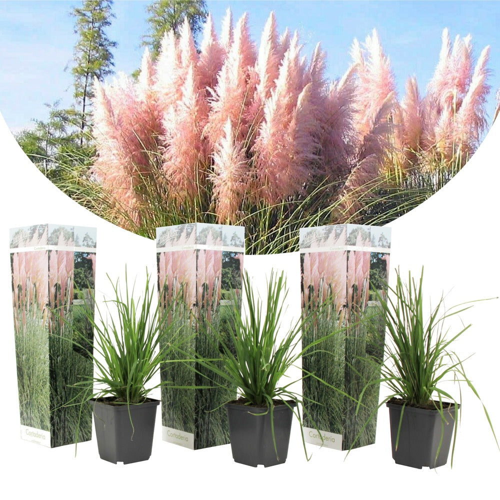  Cortaderia Selloana - Set De 3 - La Pampa - Rose - Pot 9cm - Hauteur 25-40cm