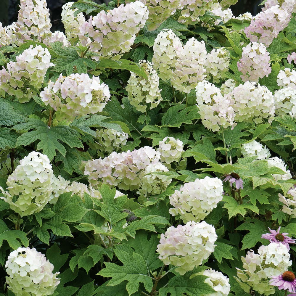  Hortensia à Feuilles De Chêne Ou Hydrangea Quercifolia