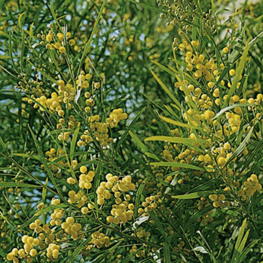  Mimosa 4 Saisons - Le Plant 50/60 Cm En Pot