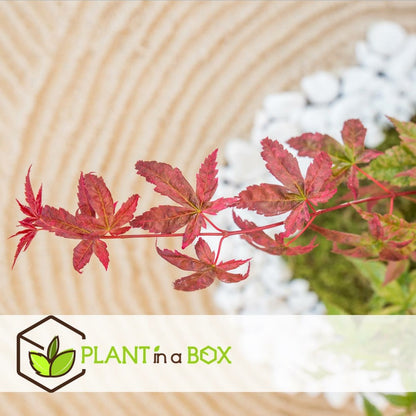  Acer Palmatum 'beni Maiko' - érable Du Japon - Pot 19cm - Hauteur 60-70cm