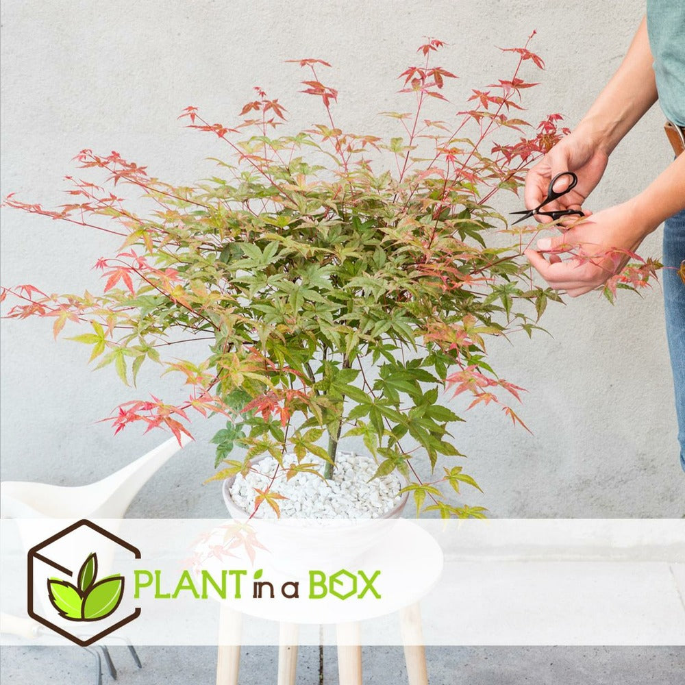  Acer Palmatum 'beni Maiko' - érable Du Japon - Pot 19cm - Hauteur 60-70cm