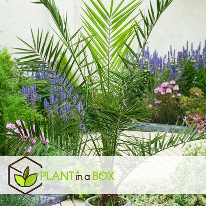 Phoenix Canariensis - Palmier Dattier - Pot 19cm - Hauteur 80-100cm