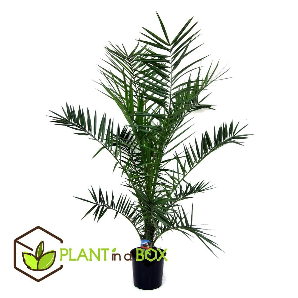  Phoenix Canariensis - Palmier Dattier - Pot 19cm - Hauteur 80-100cm