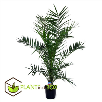  Phoenix Canariensis - Palmier Dattier - Pot 19cm - Hauteur 80-100cm