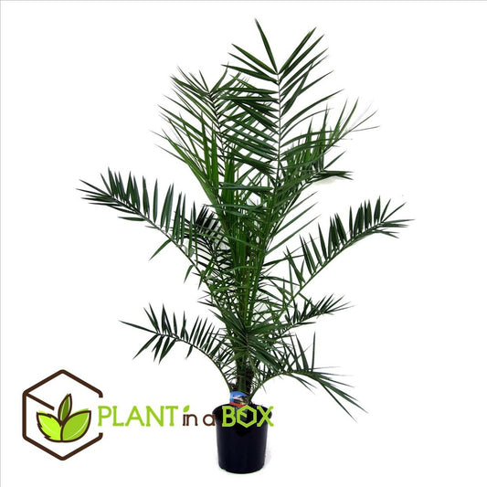  Phoenix Canariensis - Palmier Dattier - Pot 19cm - Hauteur 80-100cm