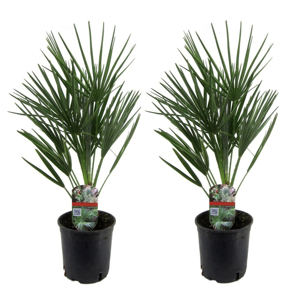  Chamaerops Humilis - Set De 2 - Palmier - Pot 15cm - Hauteur 50-60cm
