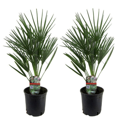  Chamaerops Humilis - Set De 2 - Palmier - Pot 15cm - Hauteur 50-60cm