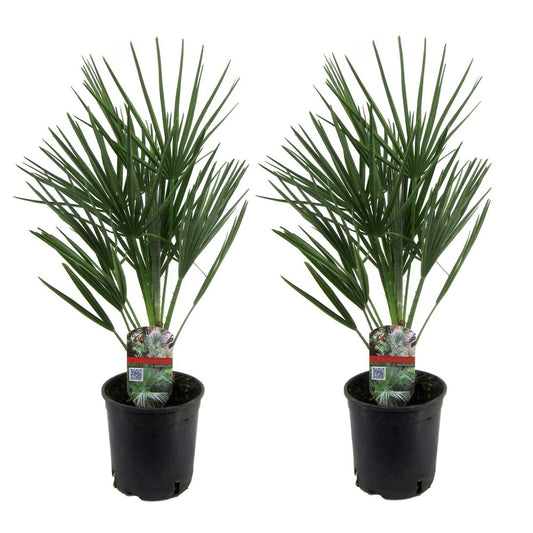  Chamaerops Humilis - Set De 2 - Palmier - Pot 15cm - Hauteur 50-60cm
