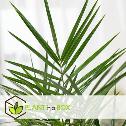  Phoenix Canariensis - Set De 2 - Palmier Dattier - Pot 15cm - Hauteur 50-60cm
