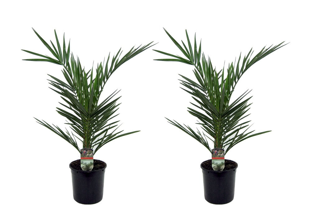  Phoenix Canariensis - Set De 2 - Palmier Dattier - Pot 15cm - Hauteur 50-60cm