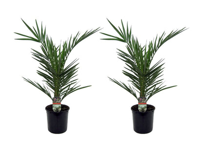 Phoenix Canariensis - Set De 2 - Palmier Dattier - Pot 15cm - Hauteur 50-60cm